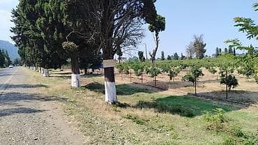 cən satışı: Kənd təsərrüfatı — 3