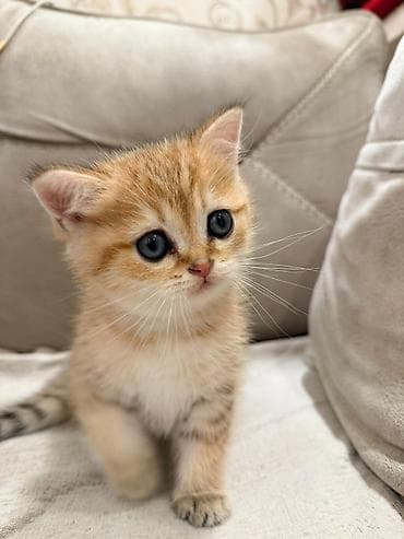 ag pisik balasi: Boz tüklü pişik balası - Cins: qısa tüklü, bərk və sıx yun örtüyü ilə — 8