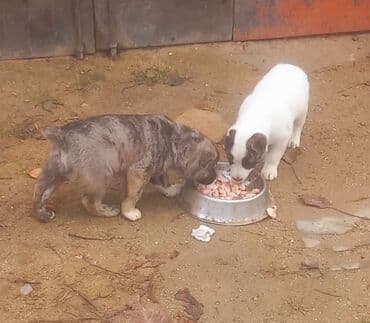 alabay balasi satilir: Alabay — 1