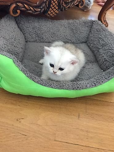 Digər heyvanlar: Britan — 5