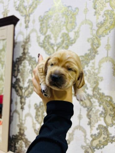 cocker spaniel qiymeti: Koker spaniyel, 1 ay — 6