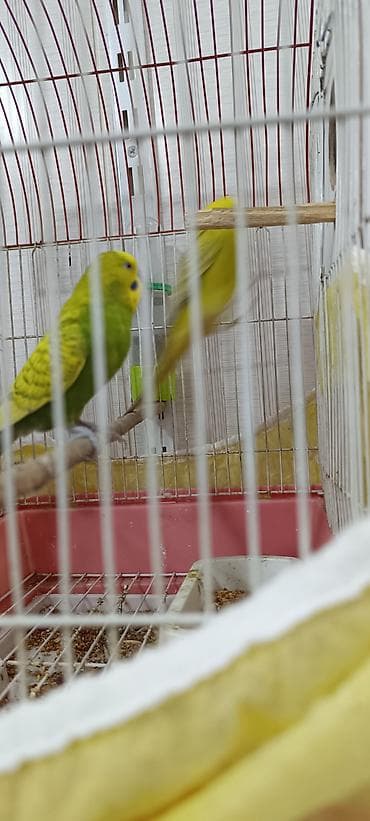 cex qus: Oz quslarımdı tam saglamdilar, hər şey üstundə verilir — 1