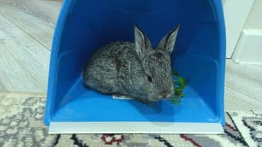 karlik dovşanlar: Uzun tüklü dekorativ dovşan - Cins: ehtimalən Angora/mix dekorativ — 10