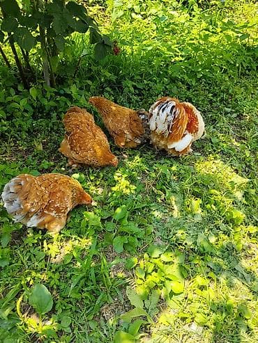 tap az qusar heyvanlar: Karlik koxinlər satilir.bu ilki koxinlərdi.Cutu 70 manat.Baki və bəzi — 4