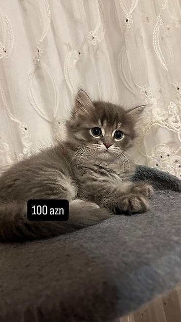 husky balası: Silver Sinsila balalari Erkek ve disi Qurd dermanlari verilib — 4