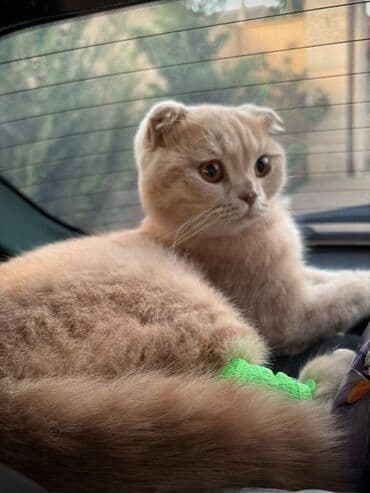 шотландская вислоухая кошка цена в баку: Şotland yastı qulaq, Erkək — 2