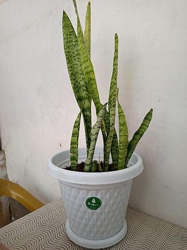 diffenbaxiya bitkisi: Sansevieria (Qaynana dili) otaq bitkisi dibcekle birge dibceyin tek — 1