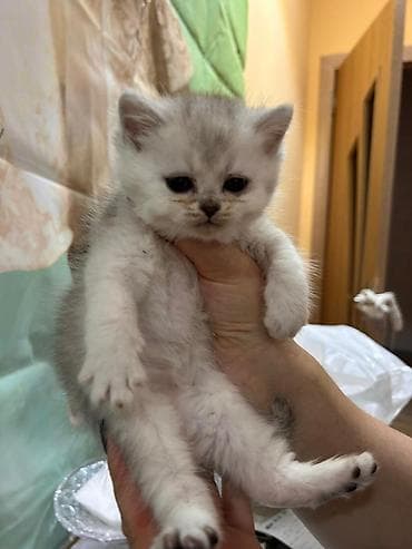 sinsila pisik: Britan — 5