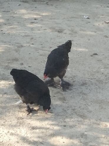 lalafo itlerin satisi: Xoruz, Brama, il: <1, Ünvandan götürmə — 3