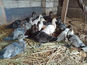 qaz ördey: Muscovy ördək balaları (indo-ördək). Şəkillərdə müxtəlif rənglərdə — 3