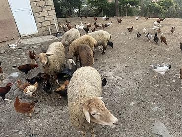 гусь: Təcili satılır. Qoyunlar qoca deyil, cavandırlar. Onlardan ikisi hələ — 2