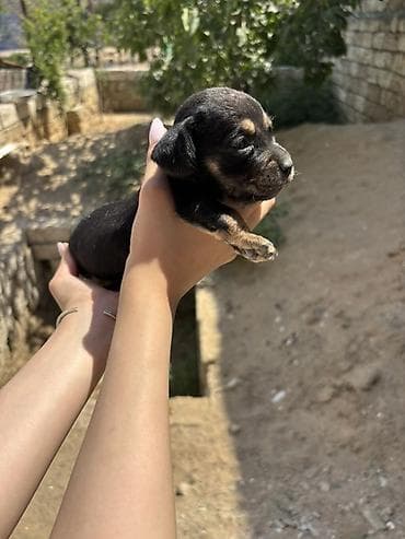 zvanok iti satışı: Koker spaniel taksa qarisigi 23 gunluk baladirlar — 3