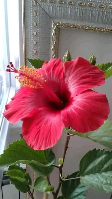 kol bitkiləri: Qırmızı hibiskus (Çin qülü) – dekorativ çiçəkli ev və bağ bitkisi - — 2