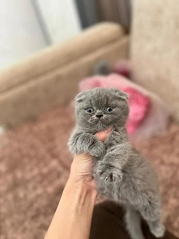 Akvariumlar: Şotland uzun tüklü — 9