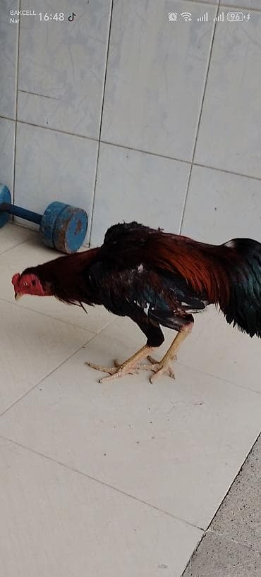 sirin itler: Malay (uşaq) xoruzu - Cins: ehtimalən Malay/oyun tipli uzunboylu — 1