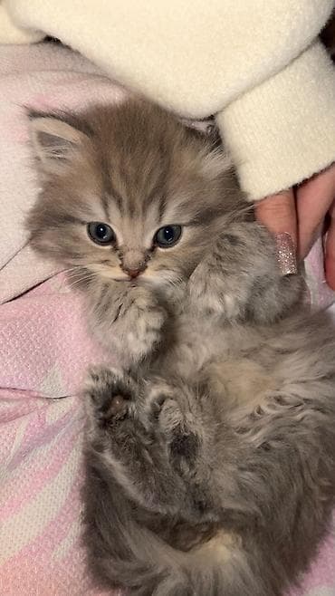 bengal pişiyi: Şotland, Erkək, Dişi, Yaxşı əllərə, Ünvandan götürmə, Pulsuz çatdırılma, Ödənişli çatdırılma — 5