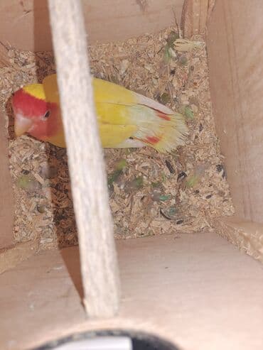 Maya qirmizi baş maya yuva qizdirir erkeyini satdim mayasi qaldi