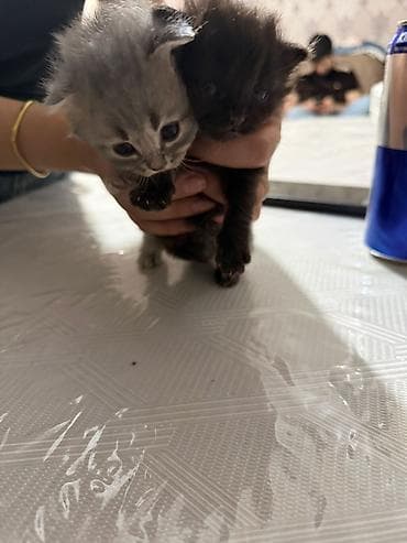 pişik ucun sumka: Şotland yastı qulaq, Pulsuz çatdırılma — 7