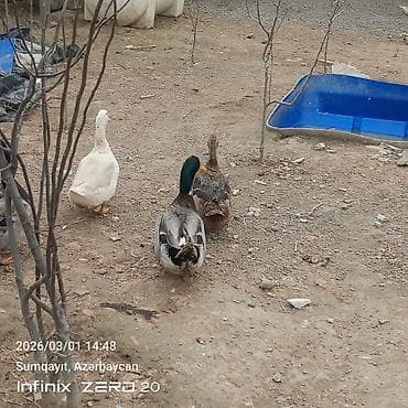 tap. az itler: Hamsi satılır çoxu yumurtduyur — 1