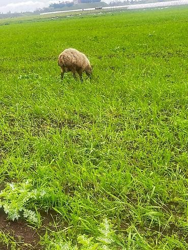 cins atlar: Erkək, il: 1, 40 kq, Damazlıq, Ünvandan götürmə — 1