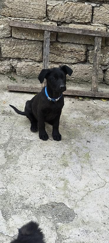 top 3 ev heyvanları: Labrador-retriver, 3 ay, Dişi, Peyvəndli, Ünvandan götürmə — 9