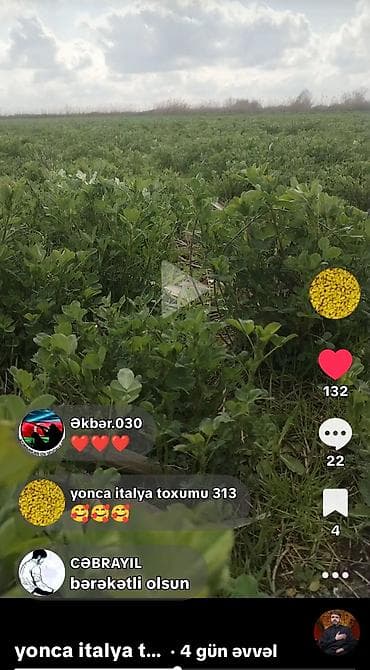 Деревья: Məhsul: GEA yonca toxumu Təsvir: - Yemlik məqsədli, çoxillik yonca — 2