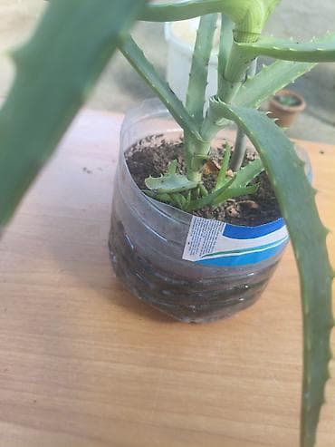 ciledagi bitkisi: Aloe vera (sukulent) – dekorativ və faydalı ev bitkisi - Növ: Aloe — 1