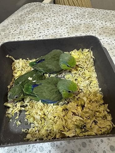 Akvariumlar: Forpus papuqayı balaları var 1 aylığdılar 1 ədədi 100 manat qiymət — 3