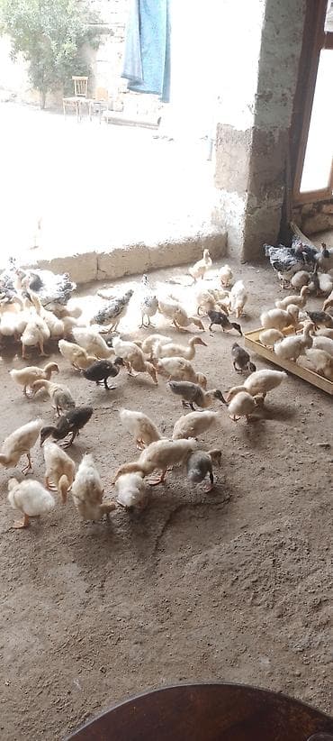 Heyvanlar: Məhsul: Pekin və Kuban ördəkləri və Serebristıy çolpaları — 2