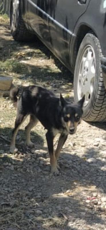 disi at: Çixuahua, 1 il, Dişi, Peyvəndli, Ödənişli çatdırılma — 1