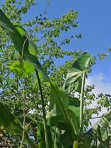 suni bitki: Banan ağacı satışı - Növ: Tropik banan ağacı (Musa spp.) - İstilik — 5