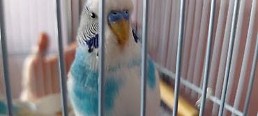 tutuquşlar: Волнистый попугай с яркими голубыми пятнами на теле. Хорошо летает — 3
