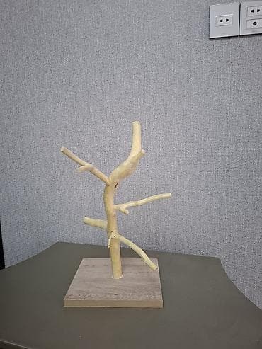 etibarli ellere it: Tebii budaqdan hazirlanib 
papuqay satilmir — 2