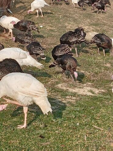Məhsul: Təbii şəraitdə bəslənən hinduşkalar Təsvir: - Açıq otlaqda