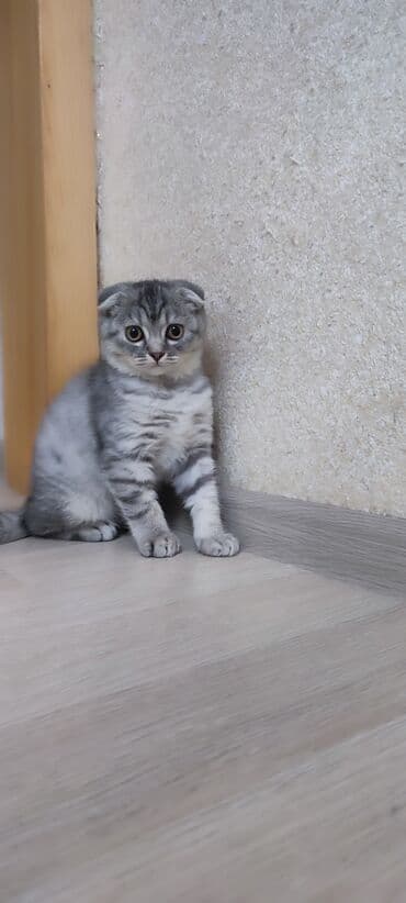 şinşila pişik satılır: Britan, Dişi — 2