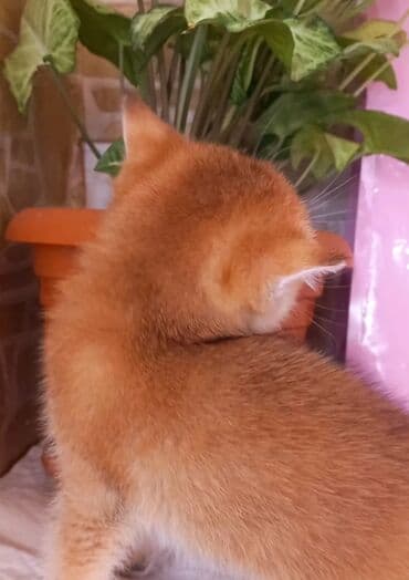 pişik tasma: Britan, Dişi, Yaxşı əllərə, Ünvandan götürmə — 3