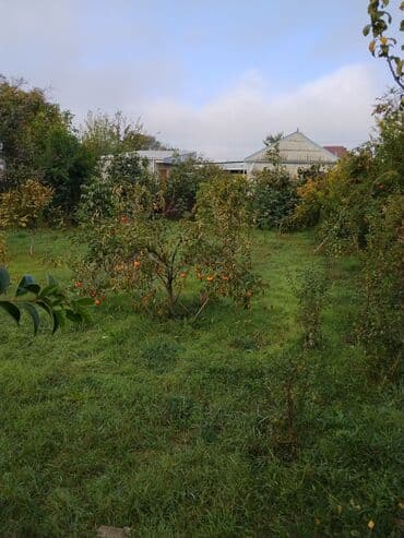 zefir bitkisi: Məhsul: Meyvə ağacları ilə yaşıllıq sahəsi (həyətyanı bağ)Günəşli — 8