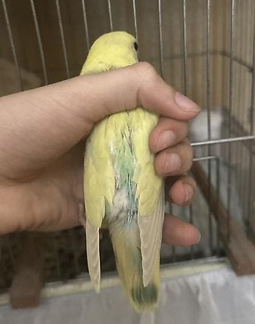 Quşlar: Salam 45 günlük baladı.Tam sağlam və aktiv quşdu. Real alıcıya enditim — 3