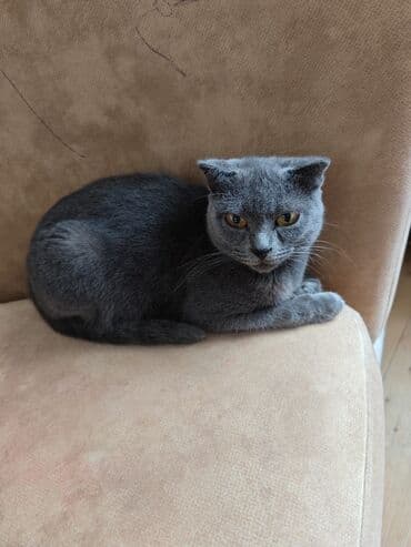 pişik sortlari: Şotland yastı qulaq, Dişi, Ünvandan götürmə — 3