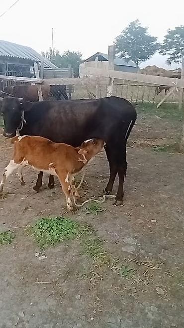 Birnci qarna erkeyi balali dügə dişderin hamsi vardı çoxu fağir