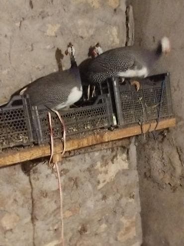 Ördəklər: Toyuq, Damazlıq — 1