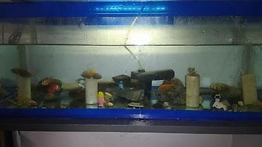 Quşlar: Akvaryum komplekti – dekorasiyalı və balıqlarla - Şüşə akvaryum, mavi — 4