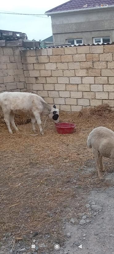 Cinsi: dana (qara-ağ rəngli) Rəng: ağ fon üzərində qara ləkələr, baş — 2