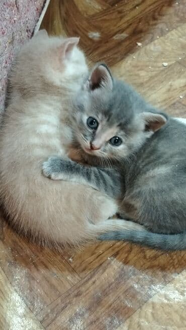 где купить котёнка: В добрые руки — 3