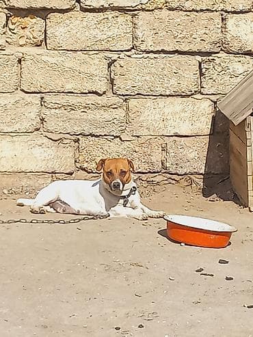 lalafo ev heyvanlari: Cek rassel teryer, 2 il, Dişi — 1