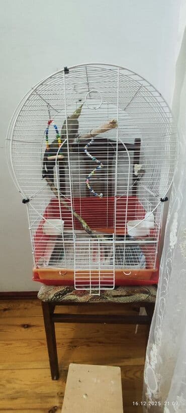 geref quşu: Məhsul: Korella tutuquşuları (cüt). Sağlam, baxımı və vitaminləri — 5