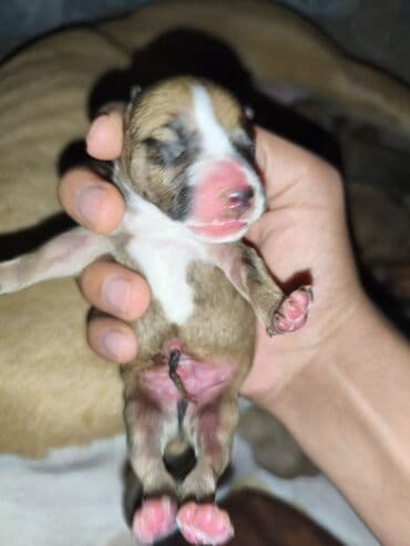 ayagi tuklu toyuqlar: Pitbul, 1 ay, Erkek, Pulsuz çatdırılma, Ünvandan götürmə — 1