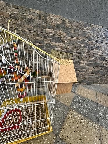 danisan quslar: TƏCİLİ SATILIR EVDƏ BAŞQA İŞLƏRİN OLDUĞU ÜÇÜN Məhsul: Agapornis (Sevda — 5