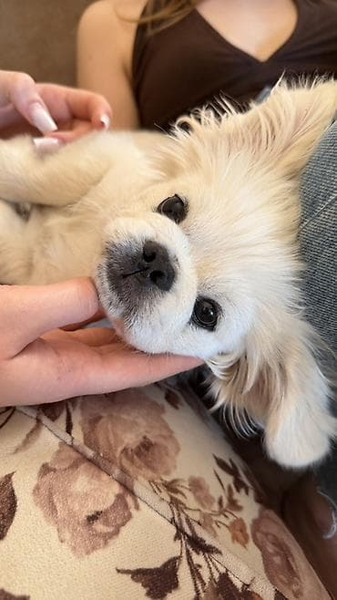 pekin: Pekines, Peyvəndli — 5