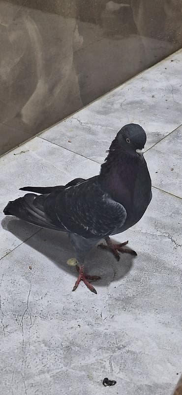 susar quşu: Erkəy — 2